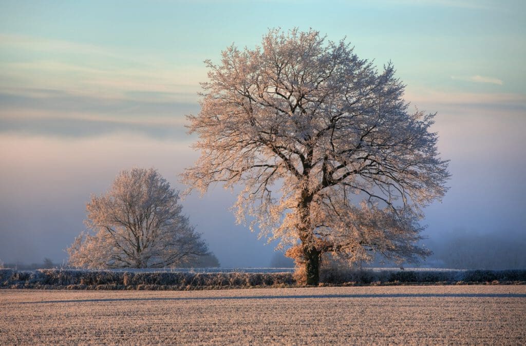 Trees with frost